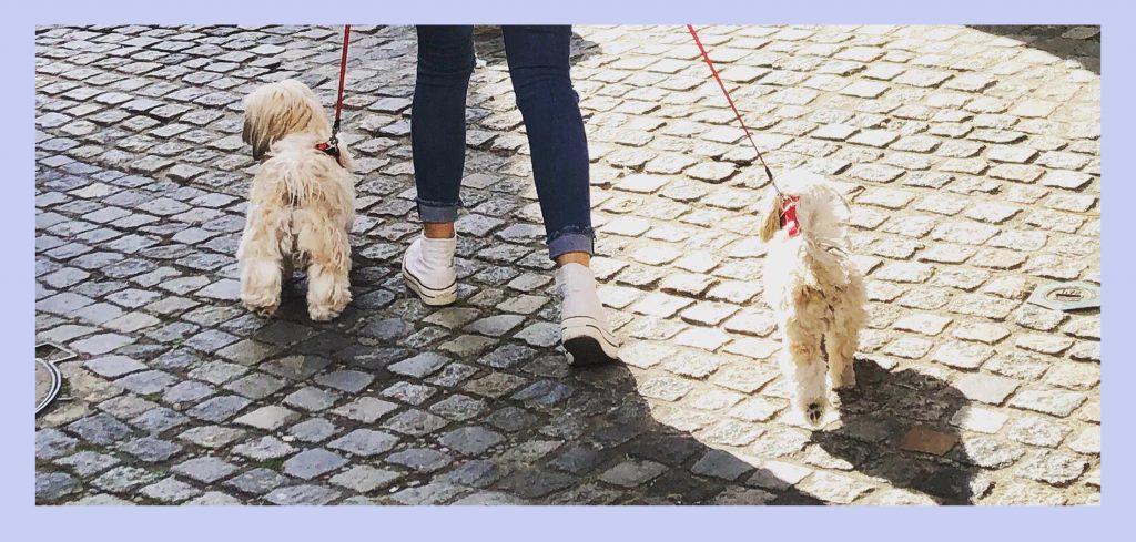 vaciones con tu perro en Barcelona